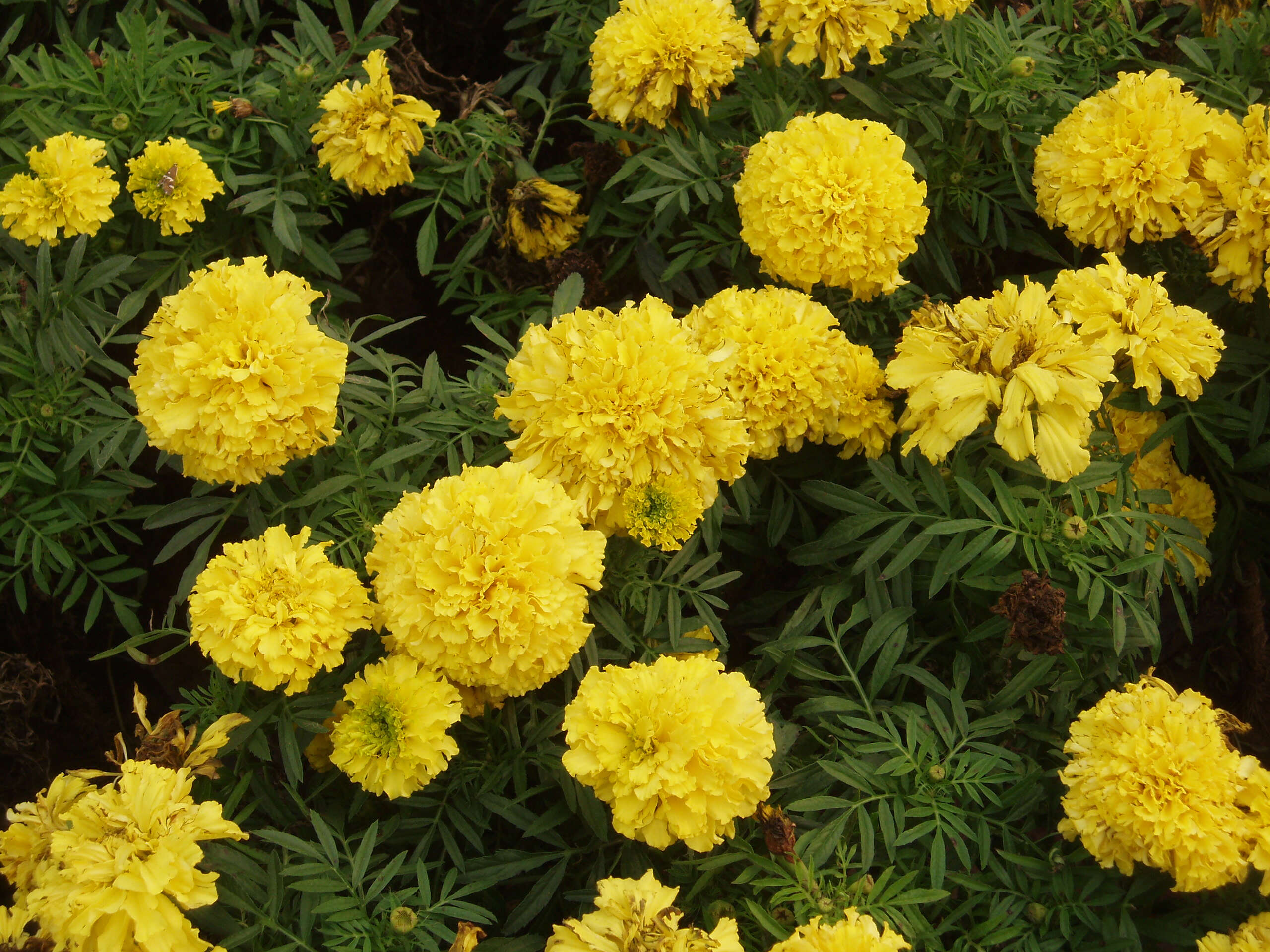 Tagetes erecta L. resmi