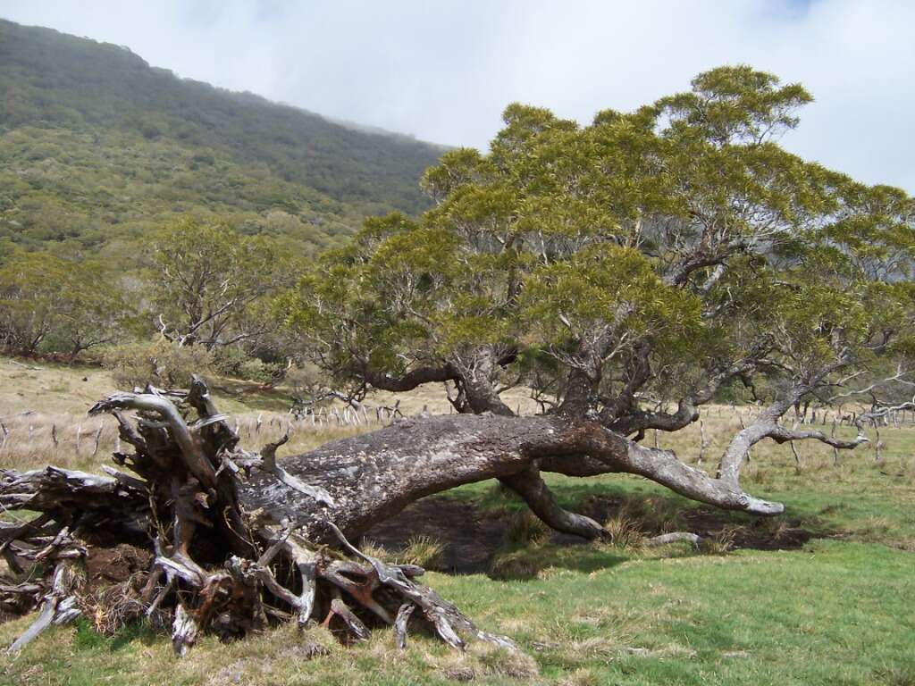 Слика од Acacia heterophylla (Lam.) Willd.