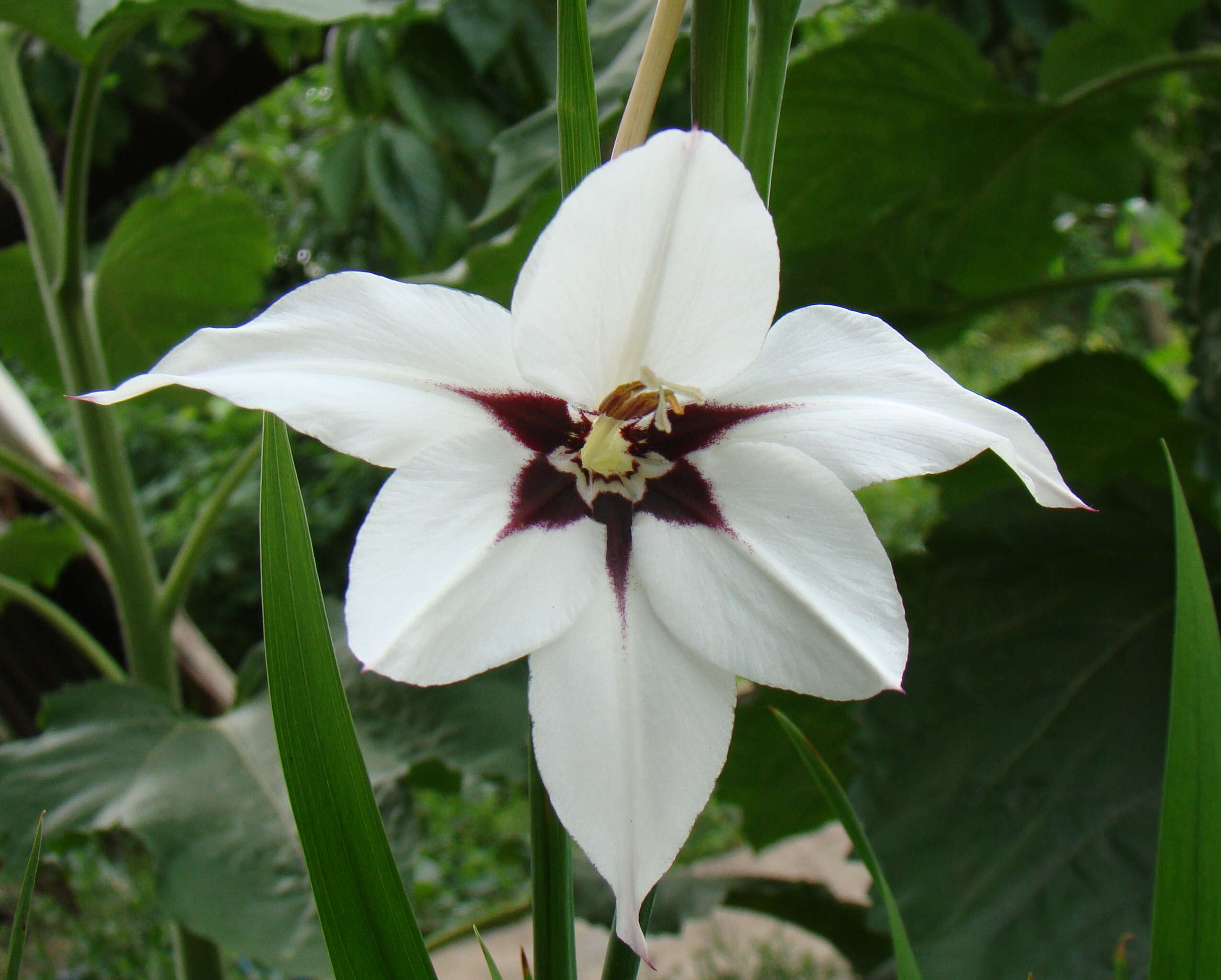 Plancia ëd Gladiolus murielae Kelway