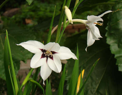 Plancia ëd Gladiolus murielae Kelway