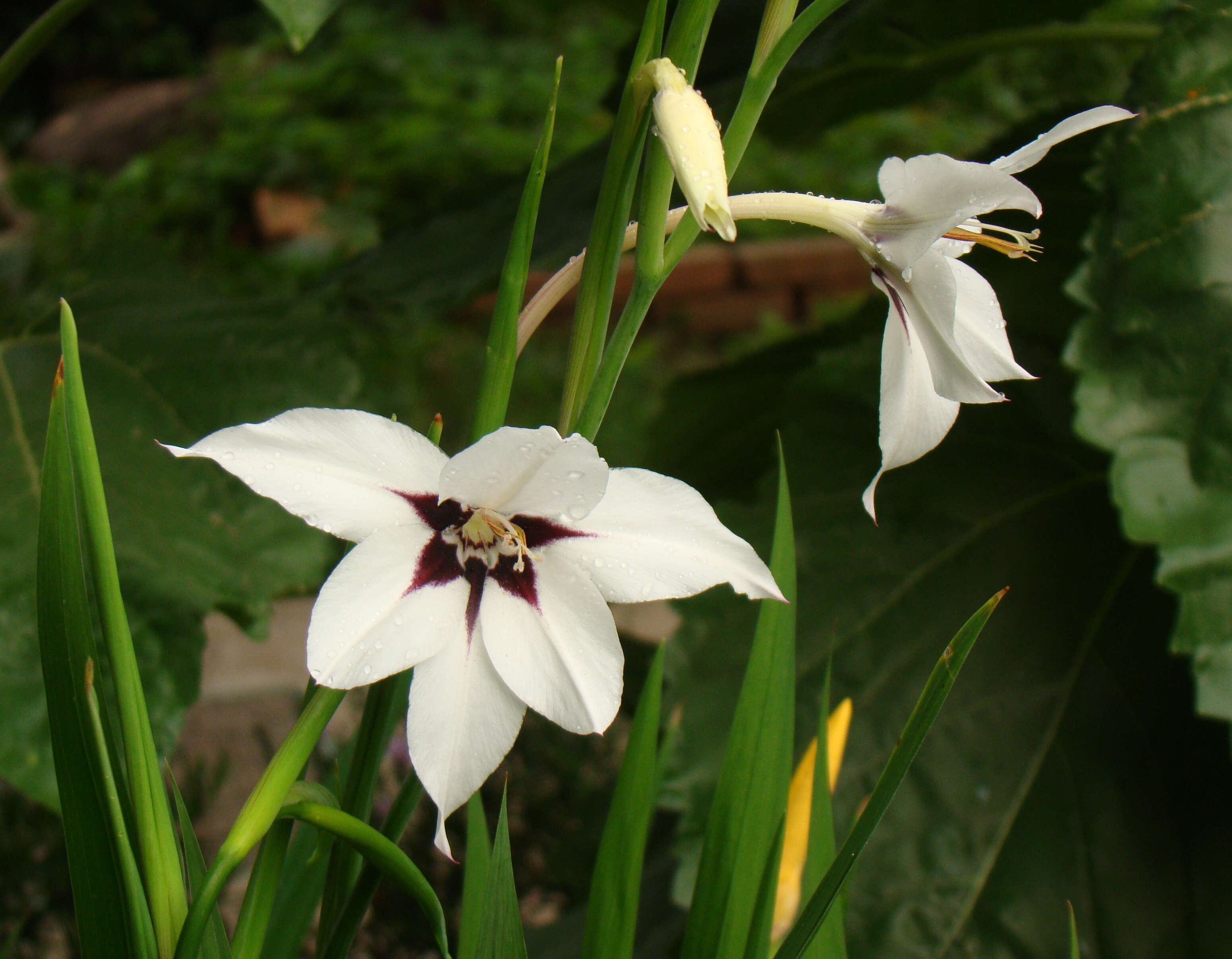 Plancia ëd Gladiolus murielae Kelway