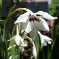 Plancia ëd Gladiolus murielae Kelway