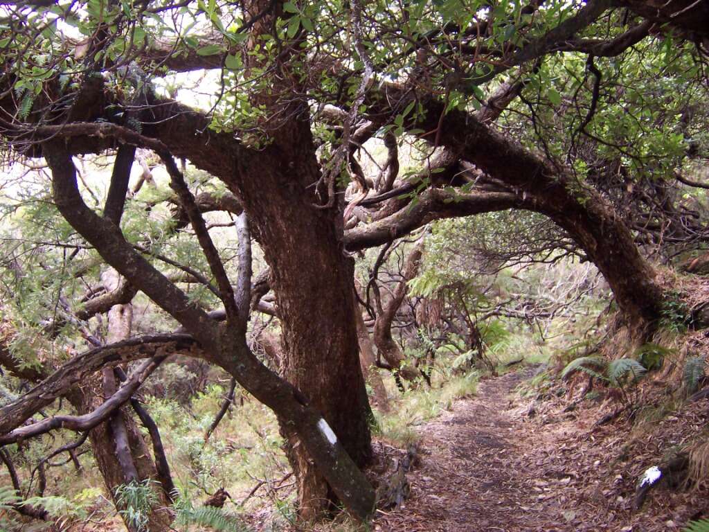 Слика од Acacia heterophylla (Lam.) Willd.