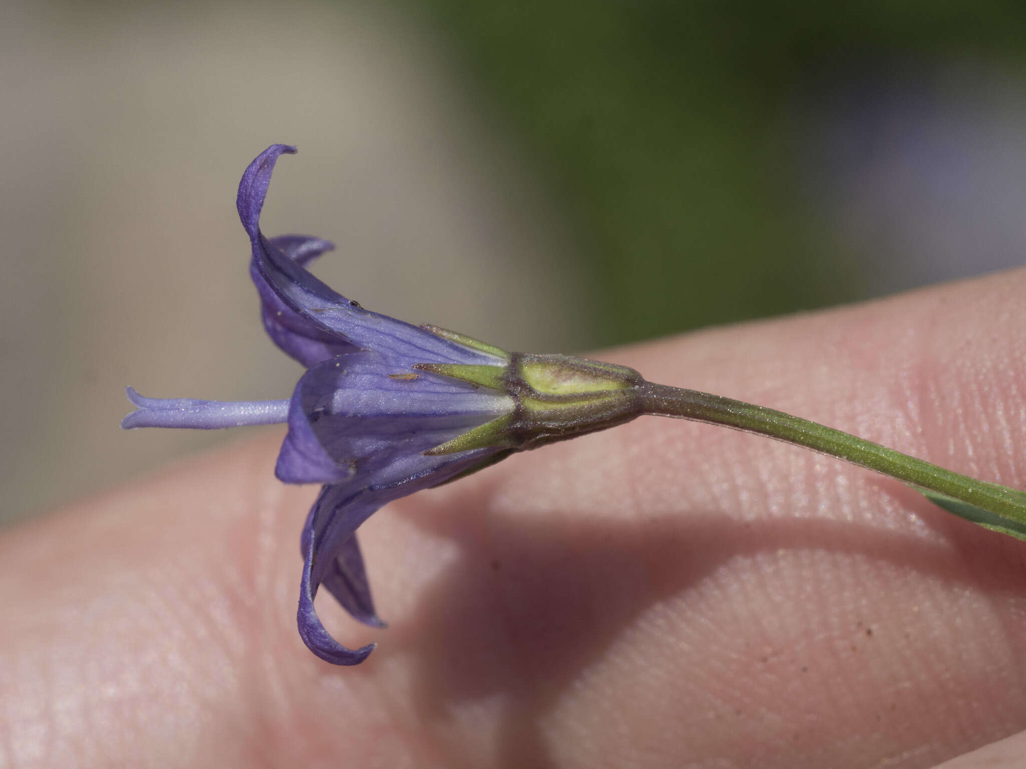 Image de Campanula wilkinsiana Greene