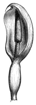 Image of Wild Taro