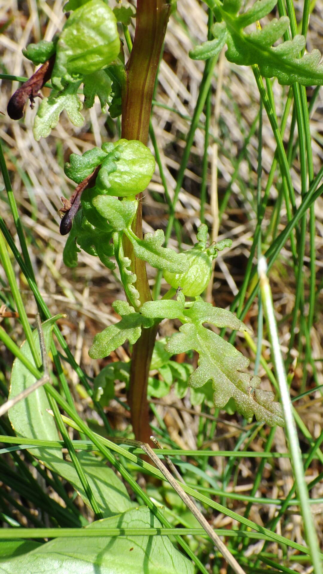 Image of Small-Flower Lousewort