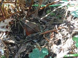 Image of Northern Red-legged Frog