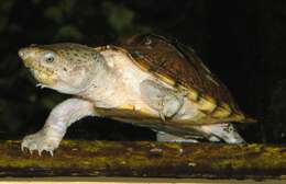 Image of Keeled Musk Turtle