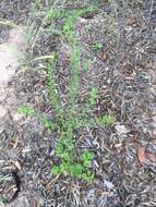 Image of roundleaf sensitive pea