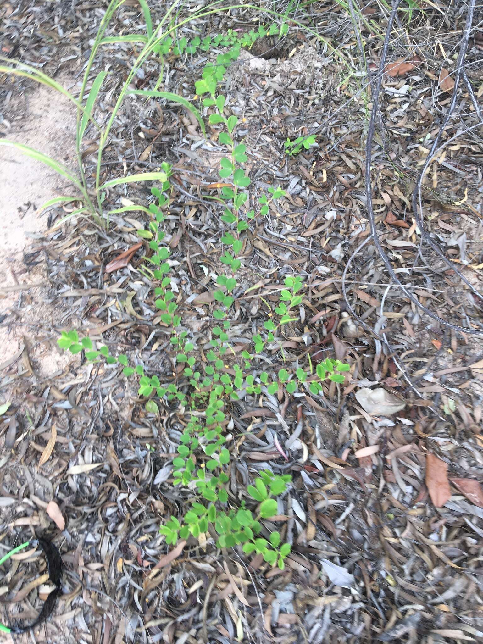 Image of roundleaf sensitive pea