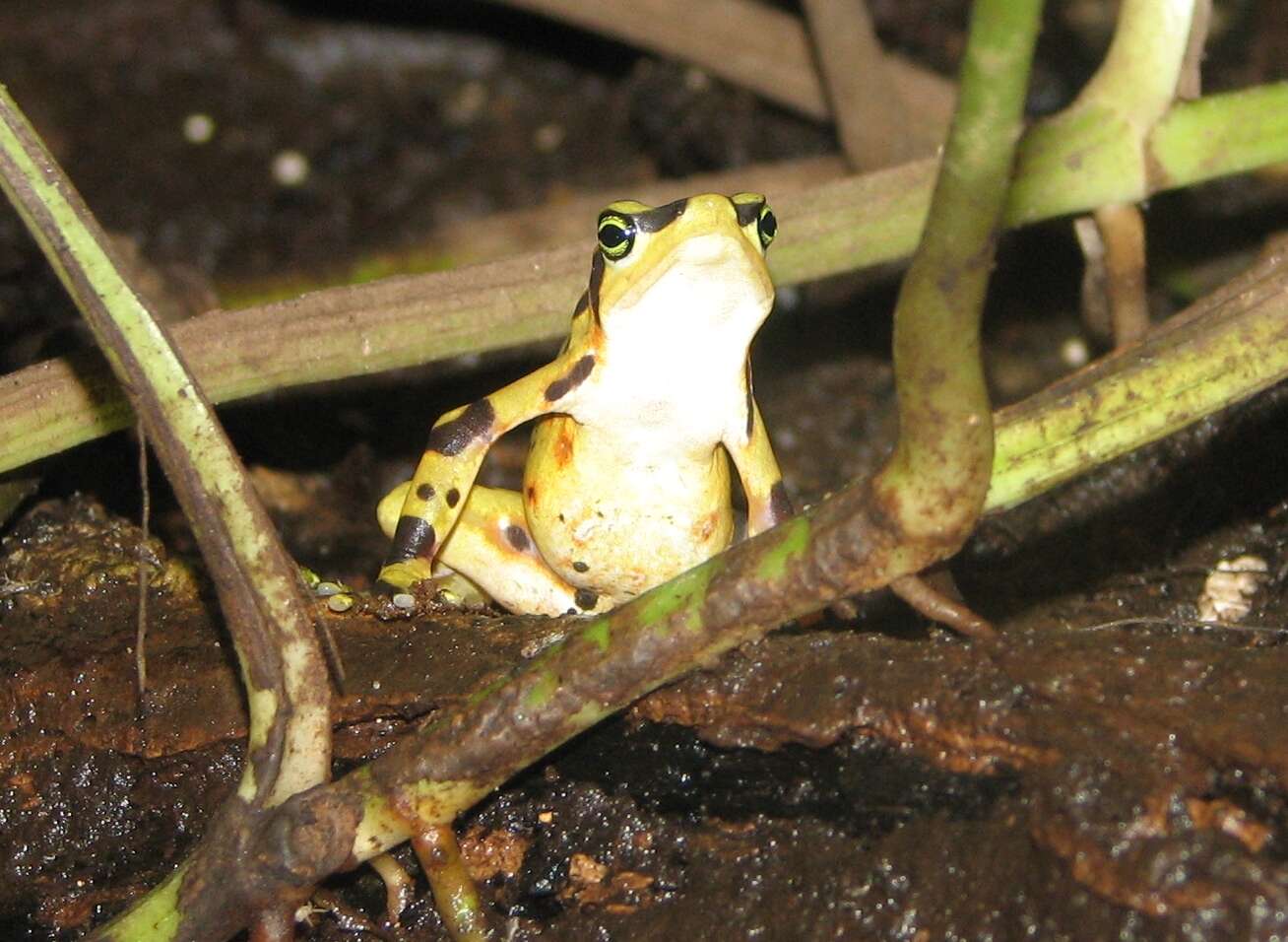 Image of Golden arrow poison frog