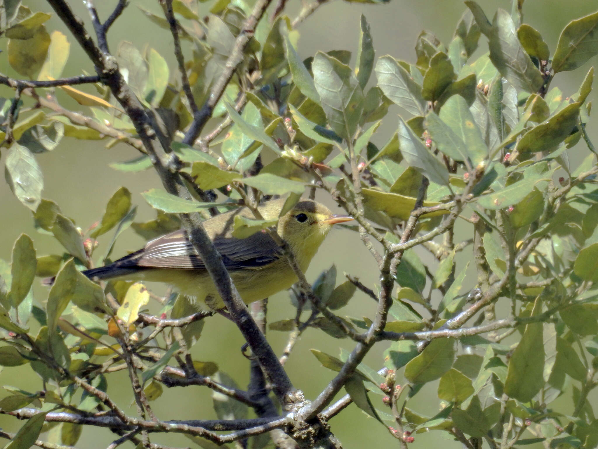 Image of Melodious Warbler