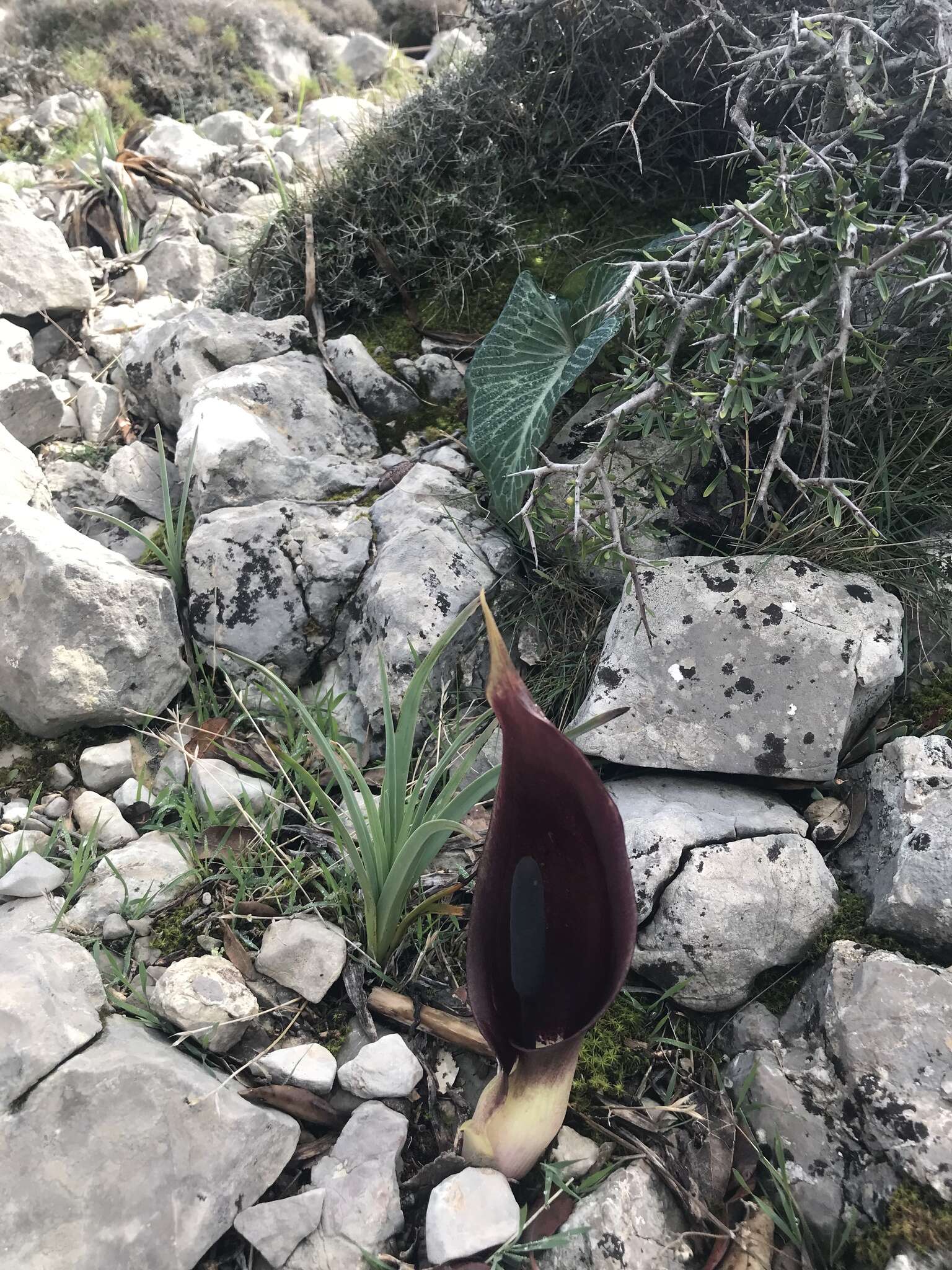 Image of Arum pictum L. fil.