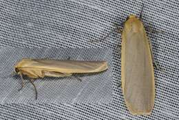 Image of buff footman