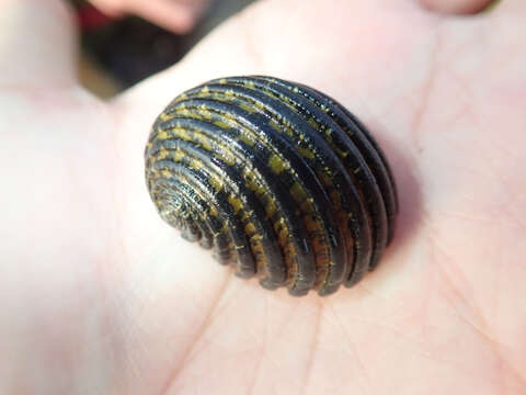 Image of Snakeskin Nerite