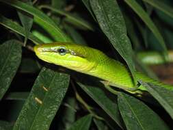 Image of Arboreal Rat Snake