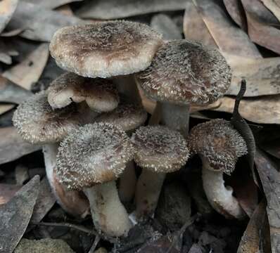 Image of Armillaria sinapina Bérubé & Dessur. 1988