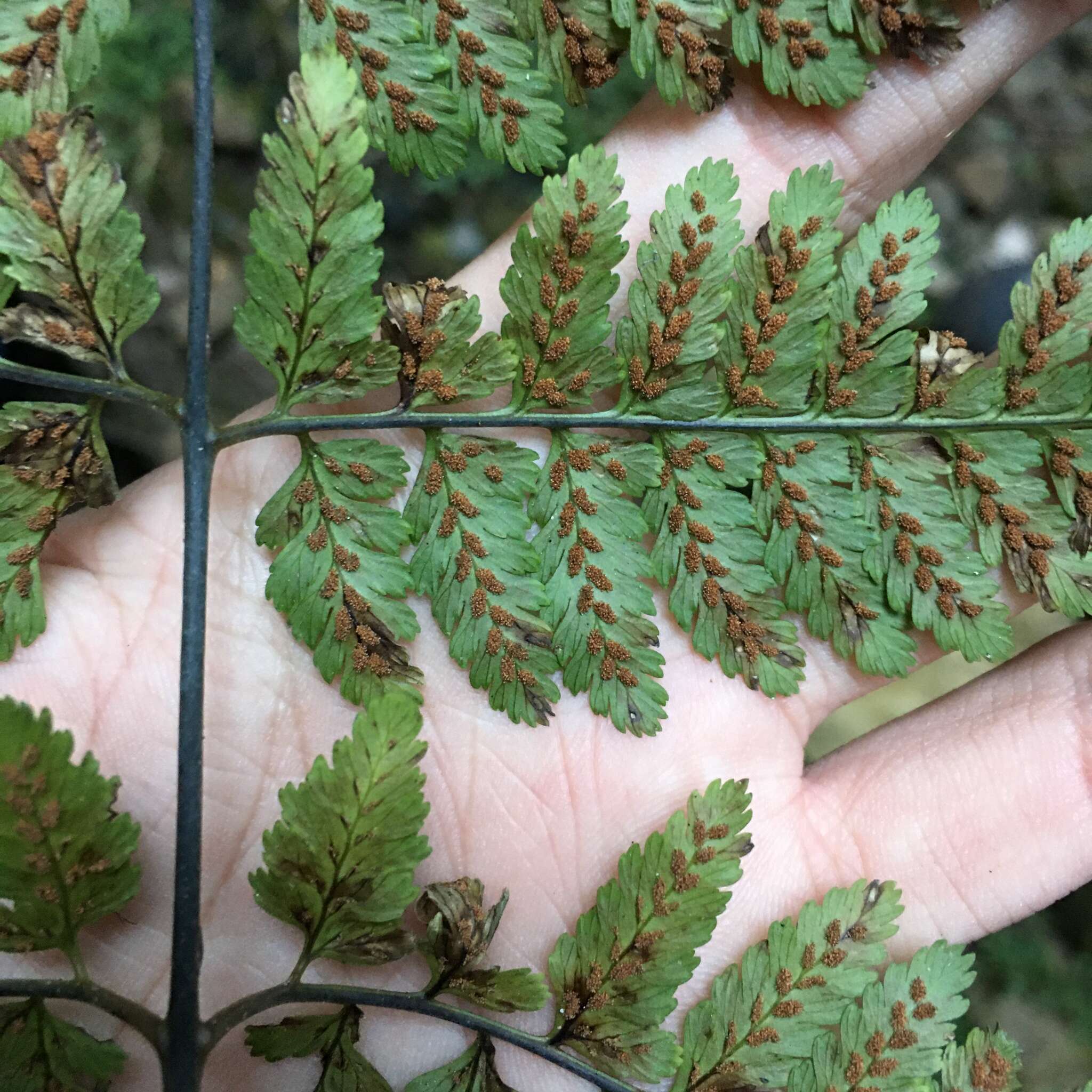 Image of Athyrium erythropodum Hayata