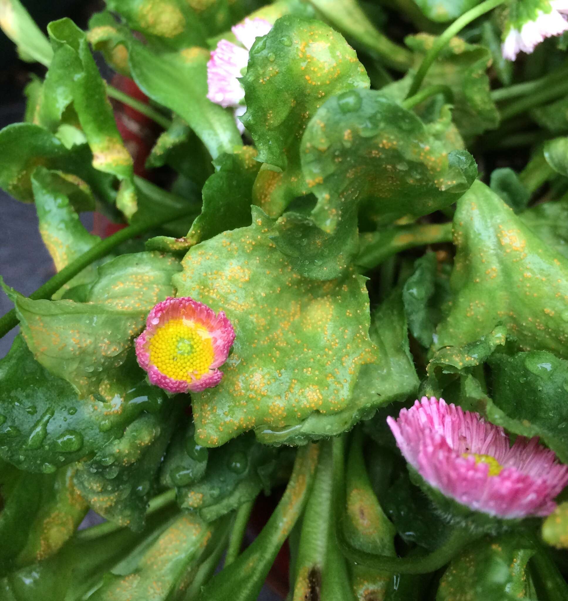 Image of Puccinia lagenophorae Cooke 1884