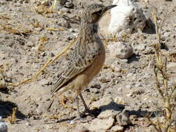 Image of Chersomanes albofasciata erikssoni (Hartert 1907)