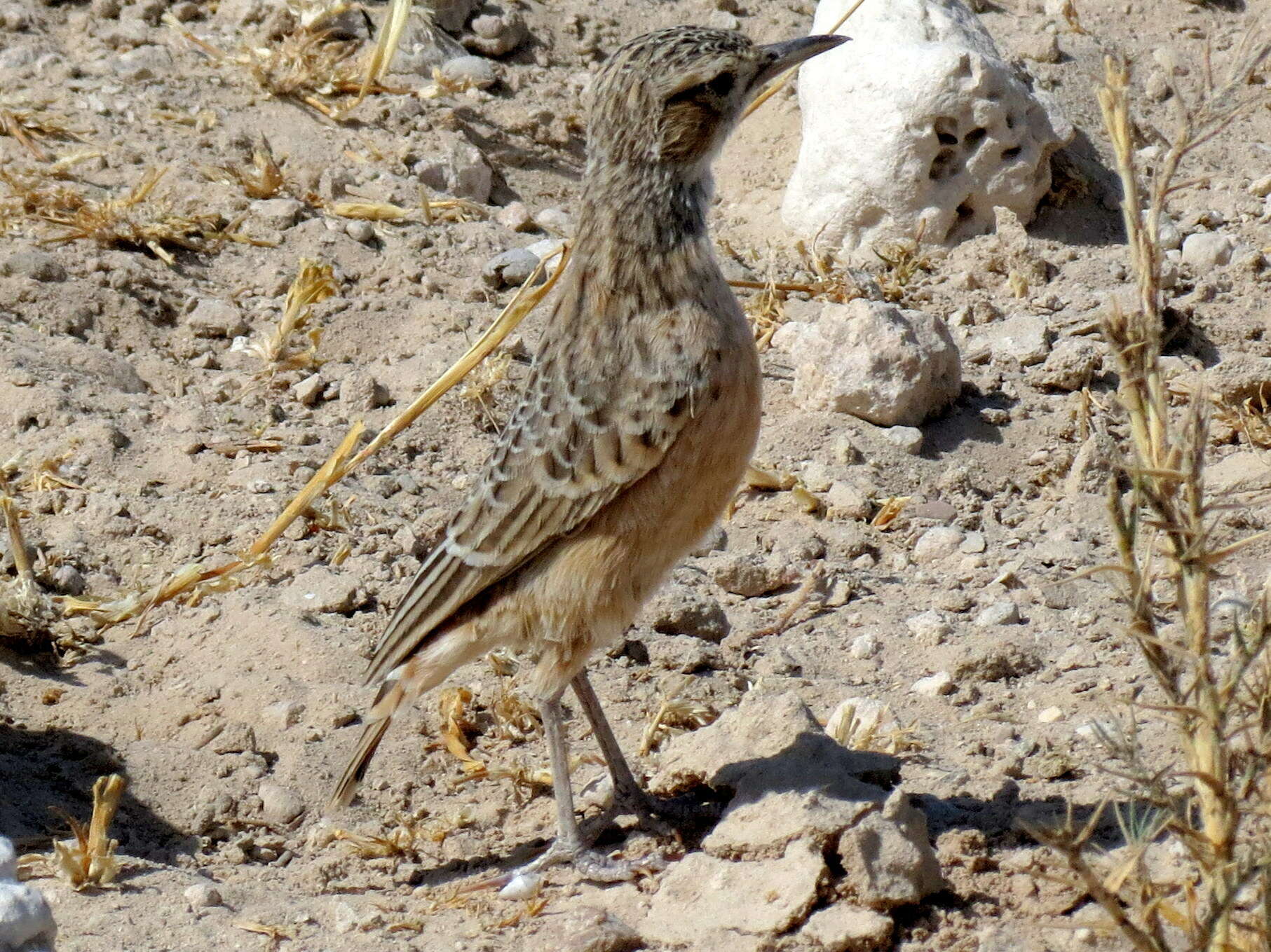 Imagem de Chersomanes albofasciata erikssoni (Hartert 1907)