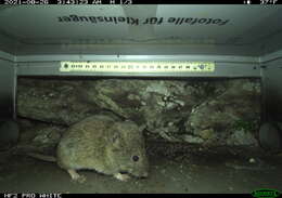 Image of European Snow Vole