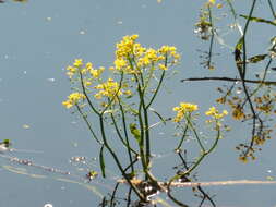 Image of Great Yellow-cress