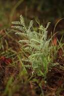 Image of Florida prairie-clover