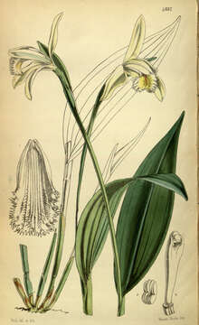 Image of Sobralia fragrans Lindl.