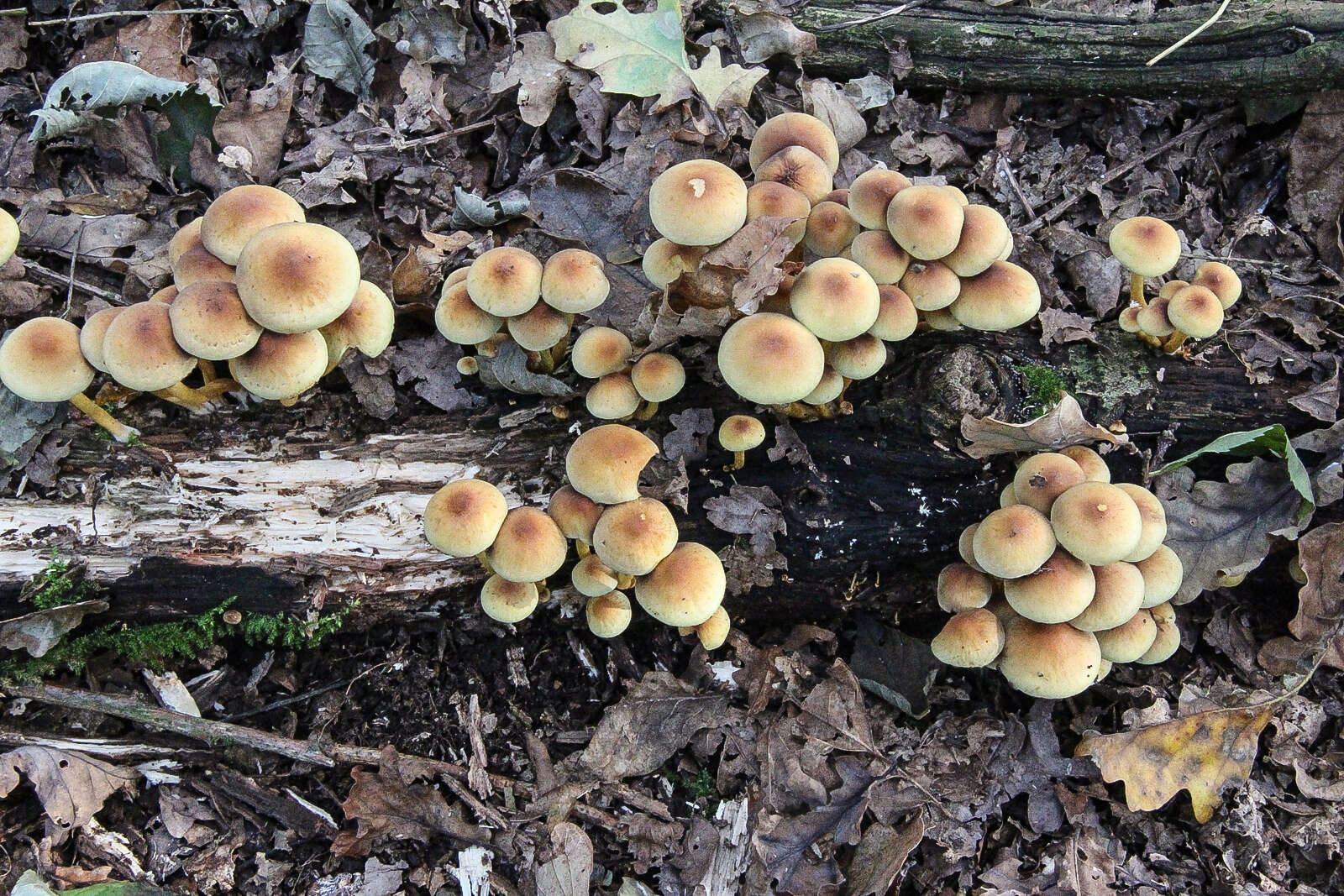 Imagem de Kuehneromyces mutabilis (Schaeff.) Singer & A. H. Sm. 1946