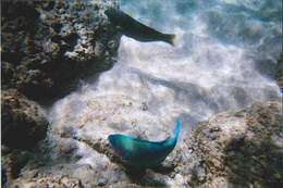 Image of Batavian Parrotfish