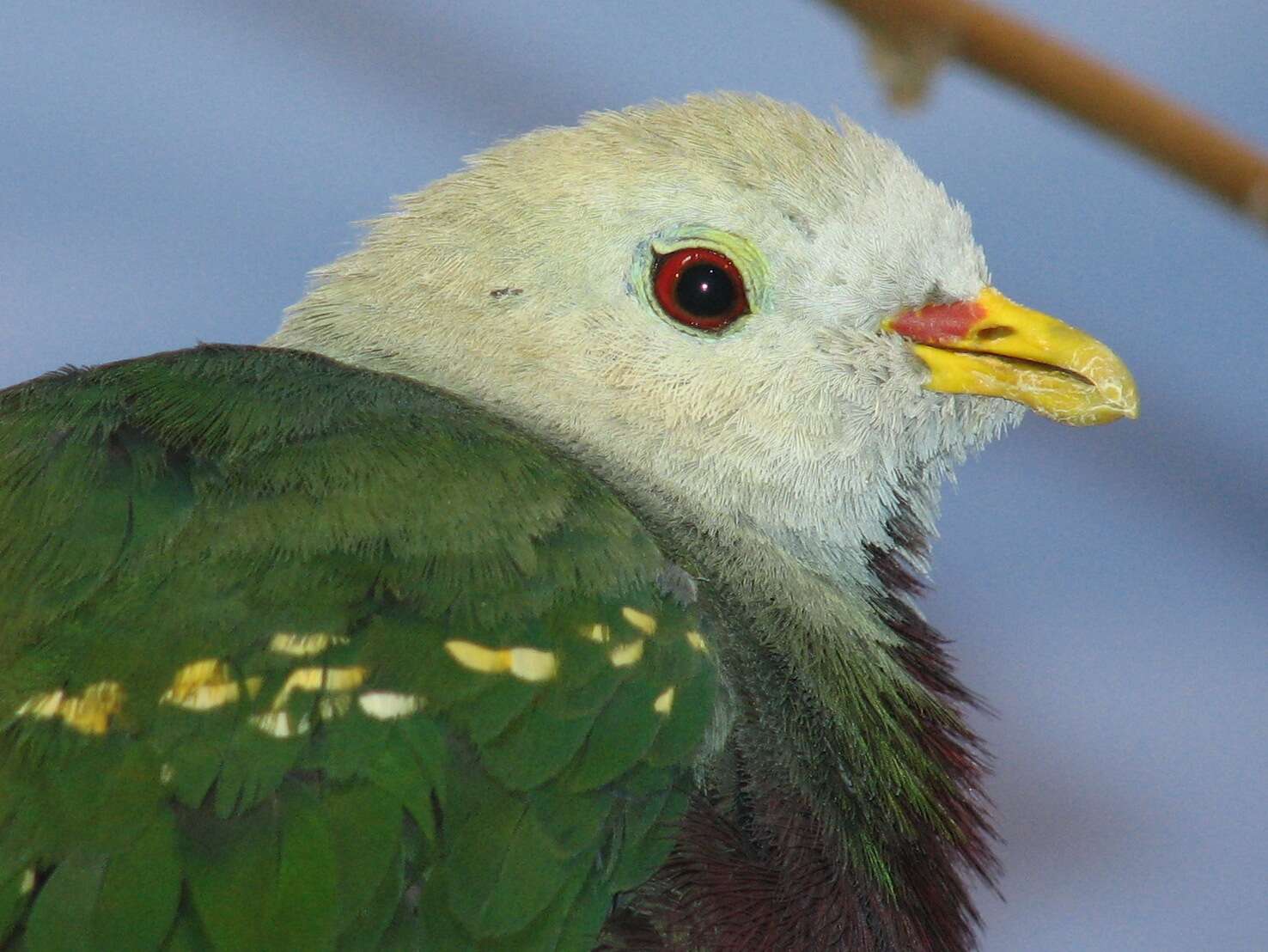 Image of Wompoo Fruit Dove