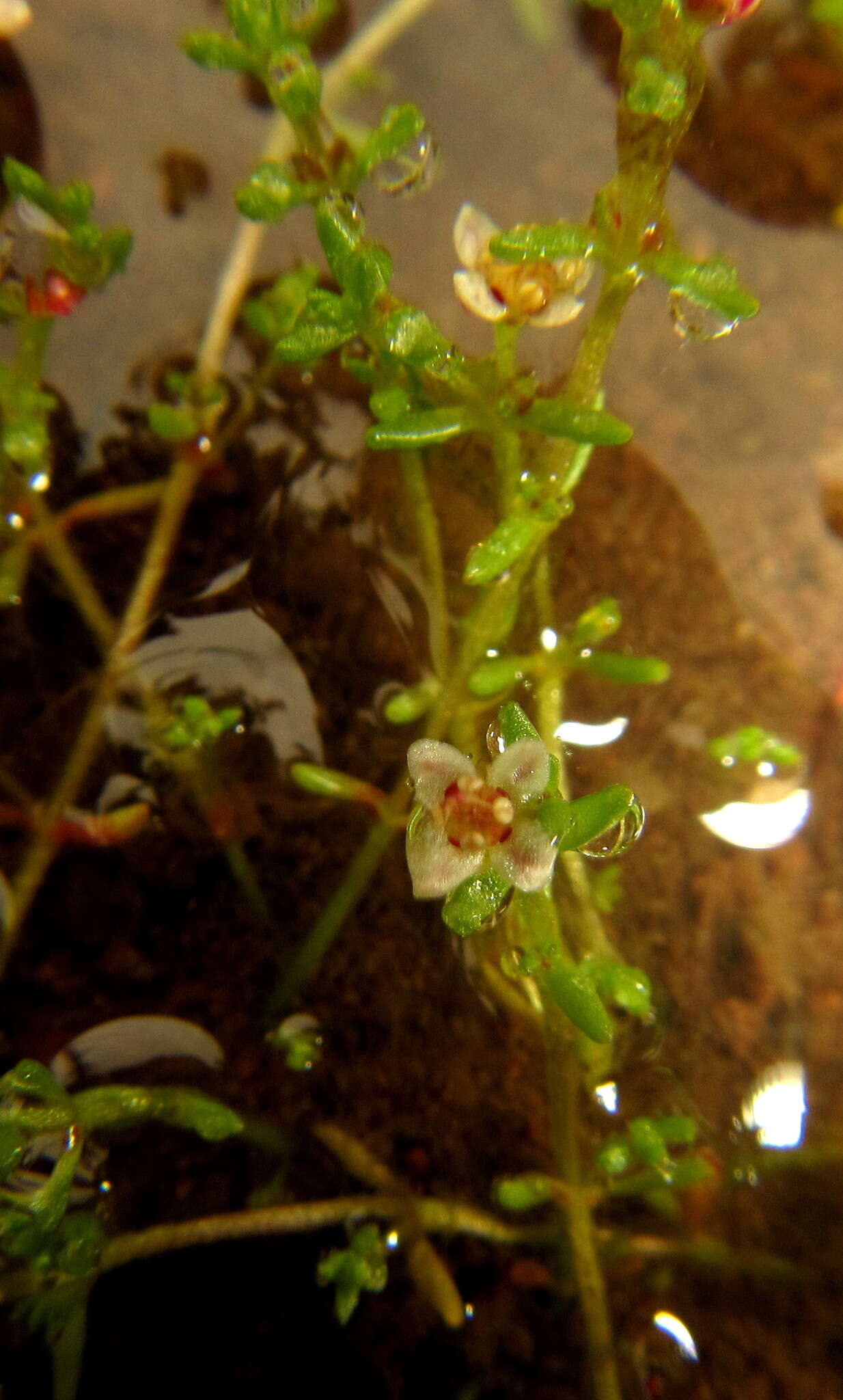 Image of Crassula gemmifera H. C. Friedrich