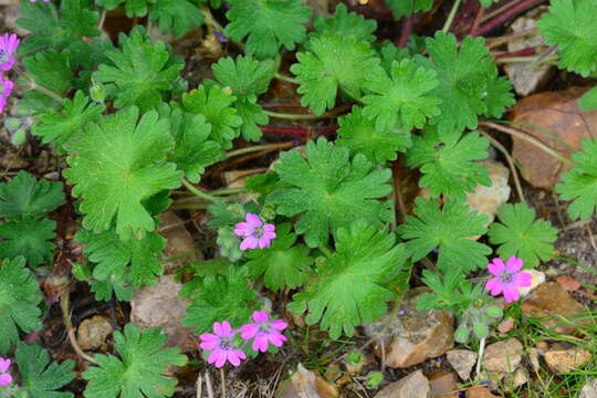 Image of Round-leaved Crane's-bill