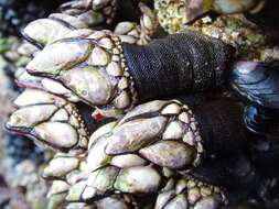 Image of goose neck barnacle