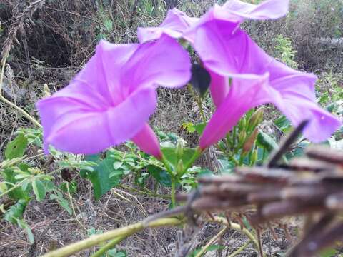 Image of Ipomoea splendor-sylvae House