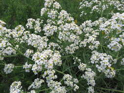 Image of Crambe steveniana Rupr.