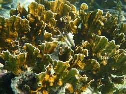 Image of Fire coral