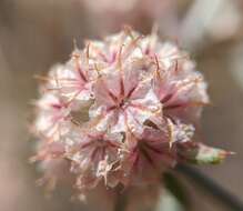 Image of pink spineflower