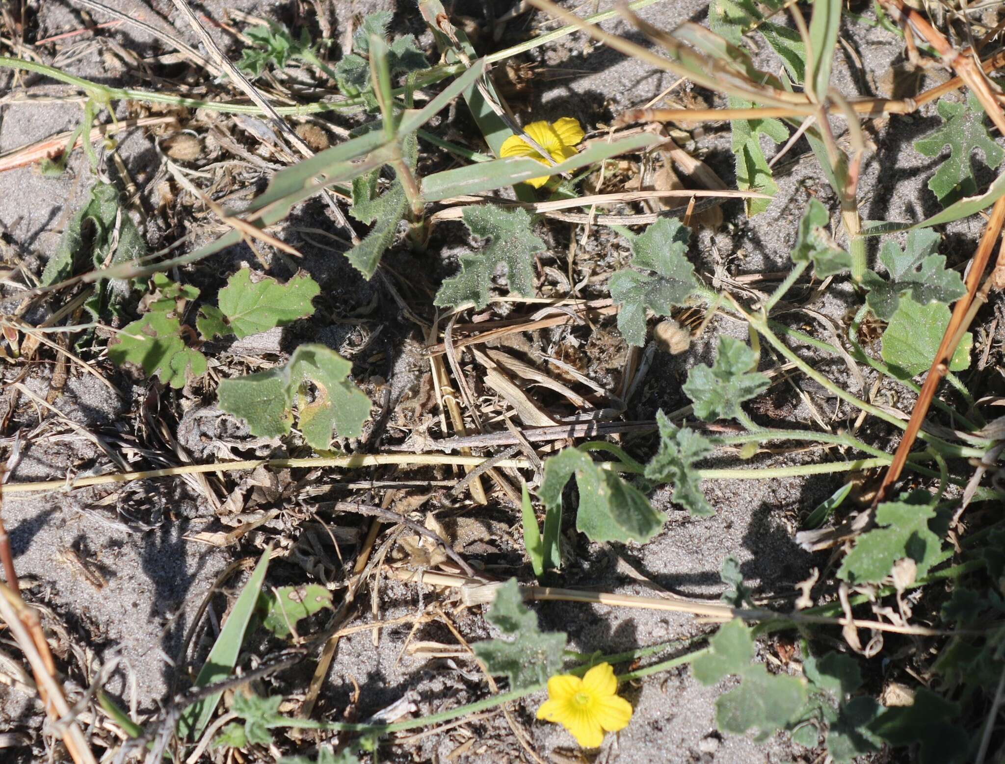 Image of South African Spiny Cucumber