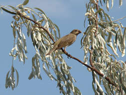 Image of Brown-headed Bunting