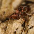 Cleonymus laticornis Walker 1837 resmi