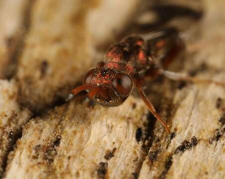 Cleonymus laticornis Walker 1837 resmi