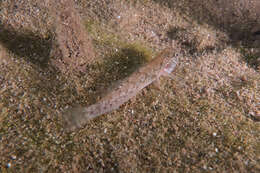 صورة Mugilogobius platynotus (Günther 1861)