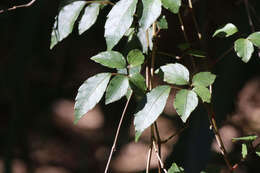 Image de Causonis corniculata