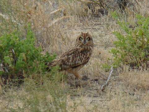 Image de Hibou des marais