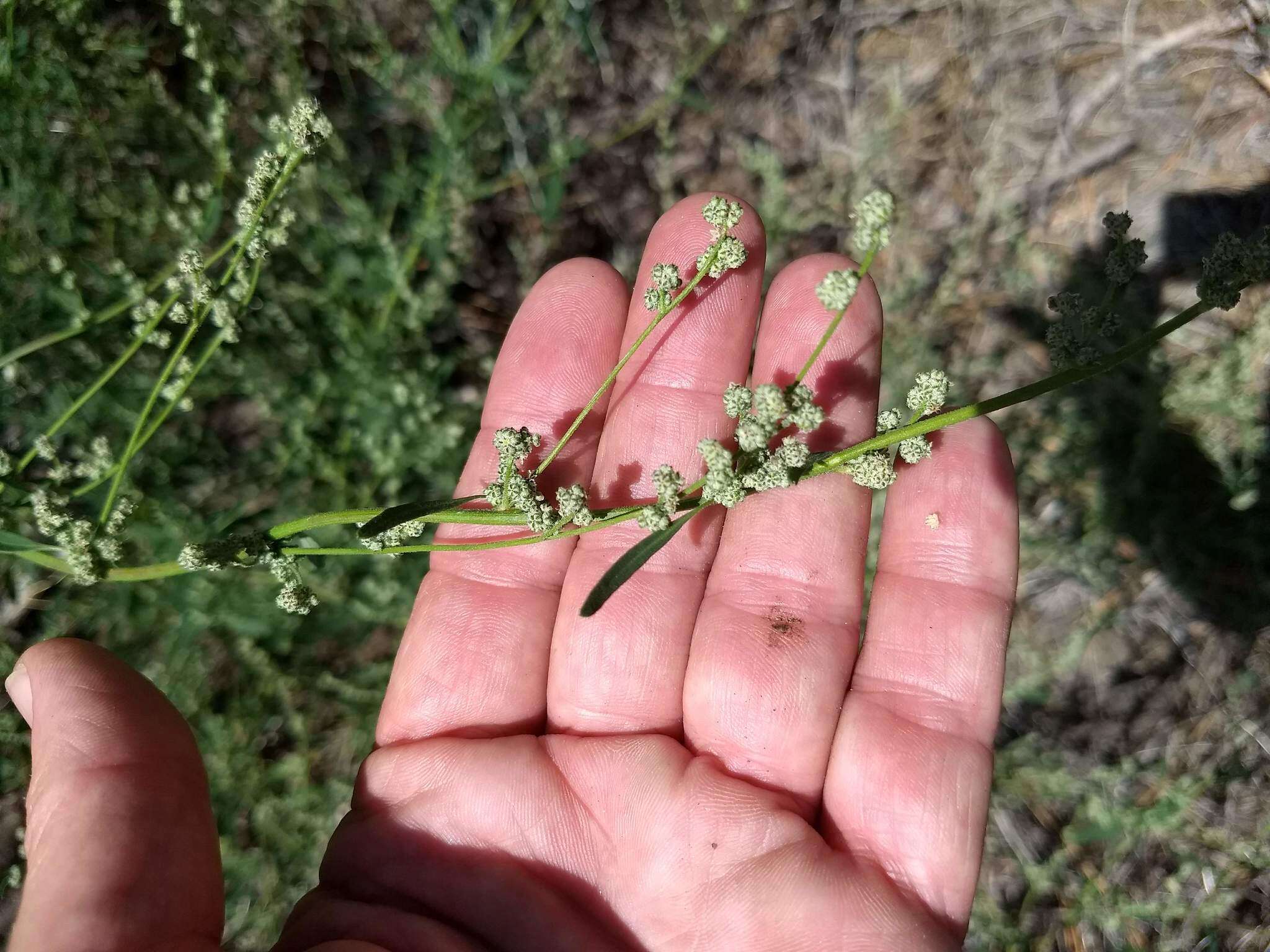 Слика од Chenopodium atrovirens Rydb.