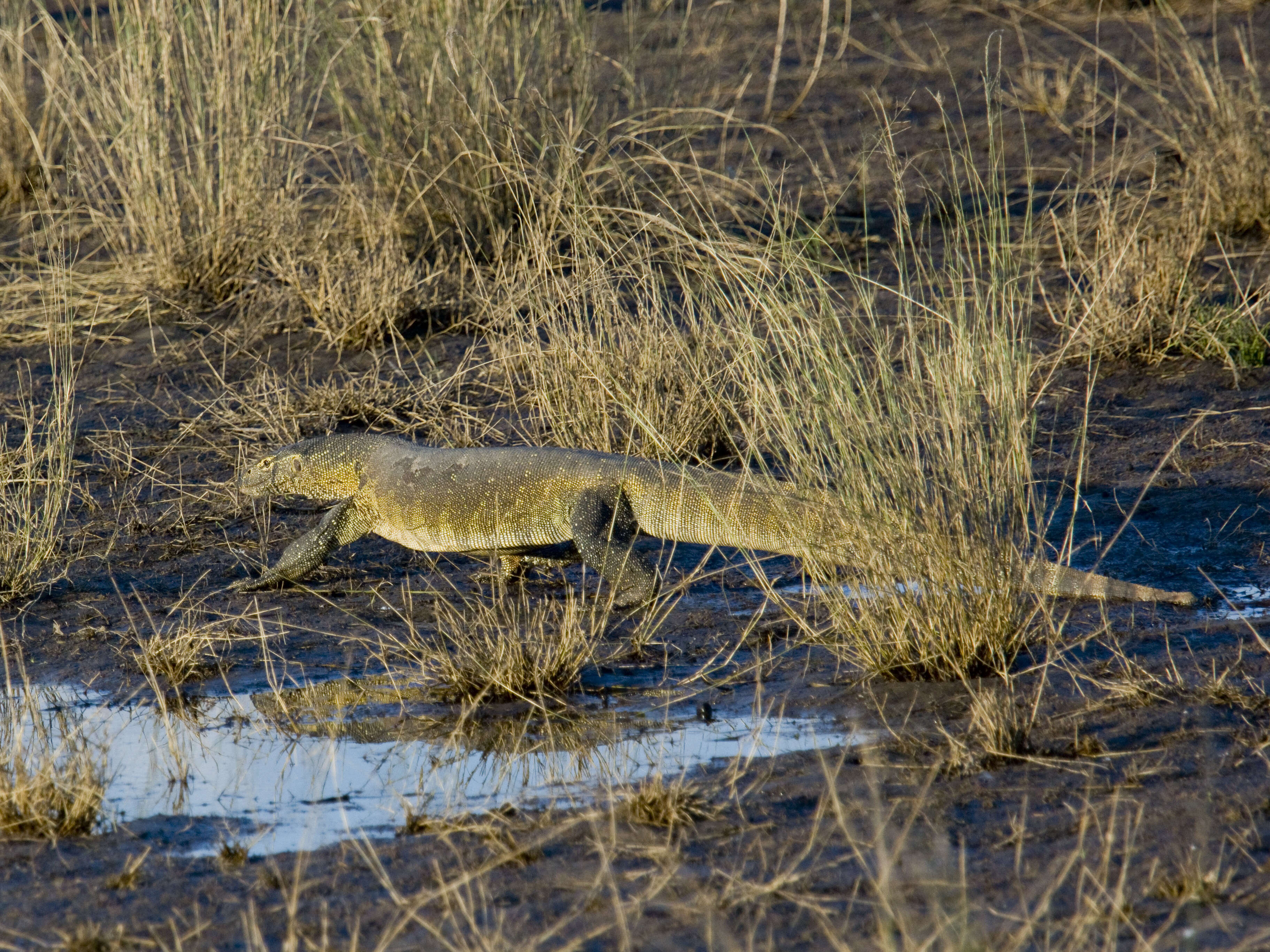 Image of Varanus niloticus