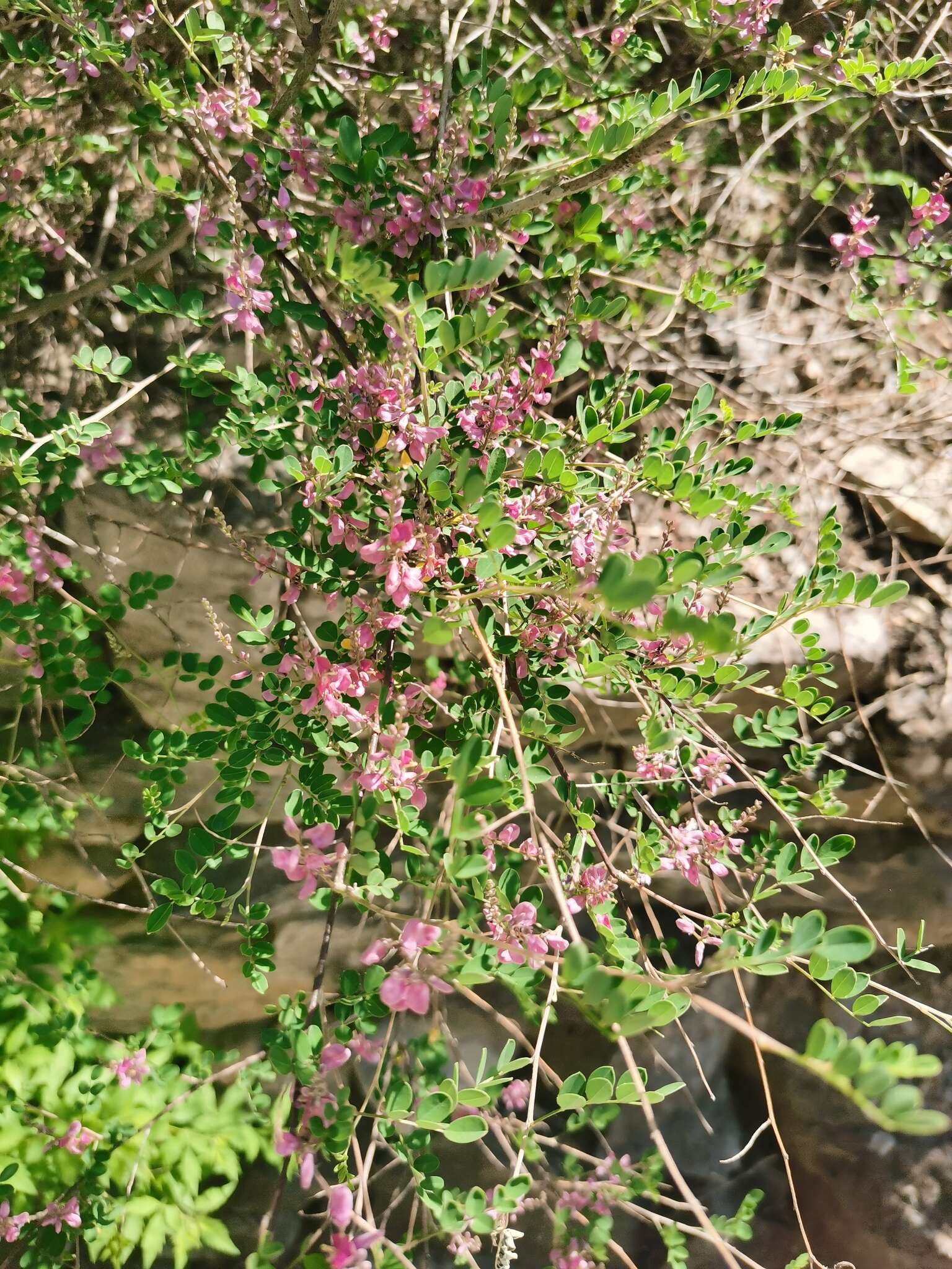 Sivun Indigofera bungeana Walp. kuva