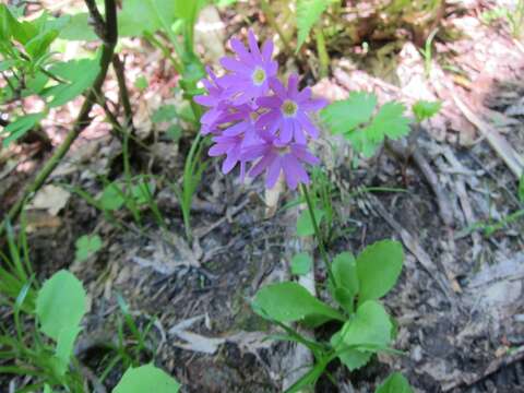 Primula cuneifolia var. heterodonta (Fr.) Makino resmi